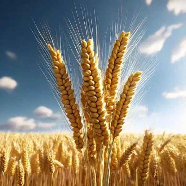 人類(lèi)五大健康食品、人類(lèi)五大健康食品 糧農組織