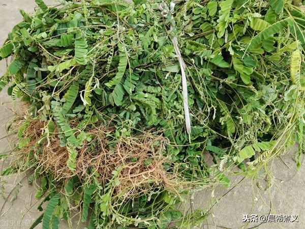 雞骨草和瘦肉怎么樣煲、雞骨草燉肉