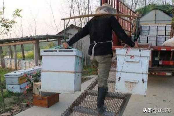过箱第二天很多蜜蜂乱飞-蜜蜂过箱为什么会死