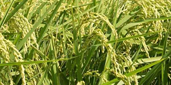 100斤稻谷价格表(2023年水稻保护价是多少)