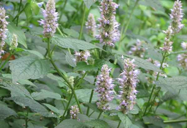 鱼的克星是什么植物_鱼的克星是什么动物