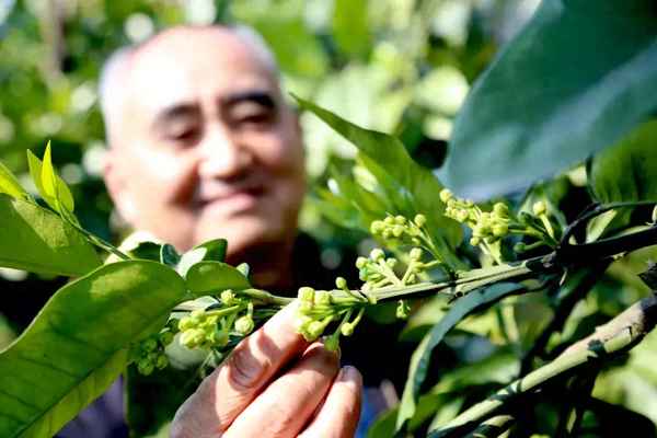 多菌靈對柑橘的作用和用途;多菌靈在柑橘樹治什么病