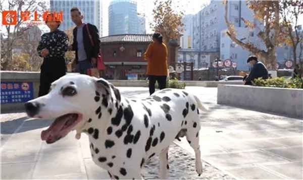 物业对的管理义务-物业关于狗