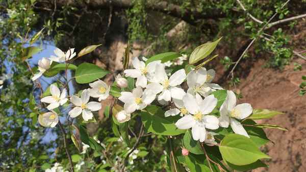 桃花细逐杨花落表达效果-桃花细琢杨花落