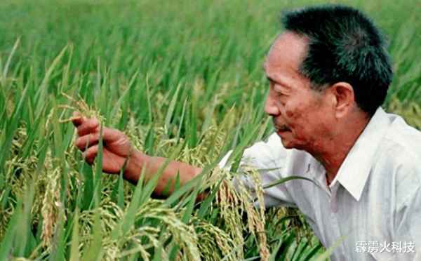 杂交水稻如何做到的-杂交水稻的方式