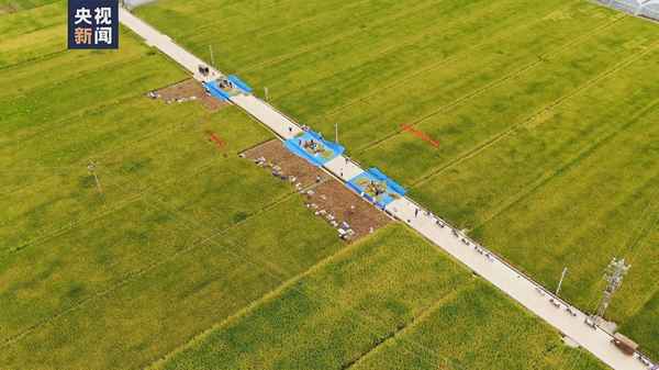 袁隆平水稻在哪里种_袁隆平水稻种植地区