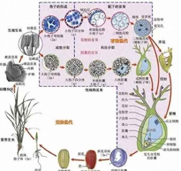 水稻的生長發育過程、水稻的生長發育過程會遇到哪些逆境
