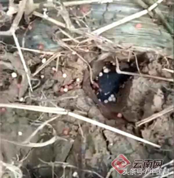 云南景洪市疑似有隕石墜落,2018年西雙版納隕石