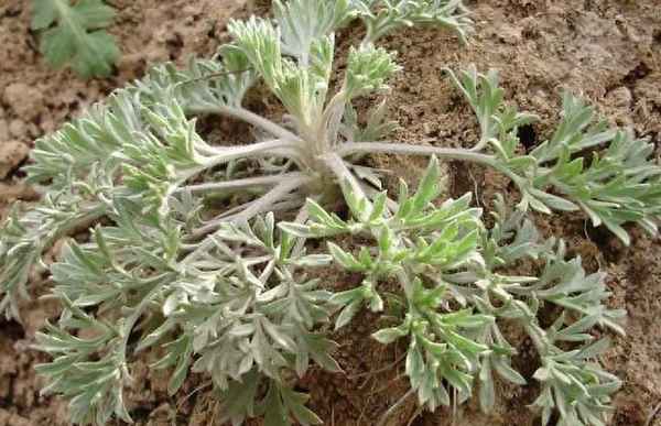 诗经小雅蓼莪拼音汉字_诗经小雅蓼莪原文拼音