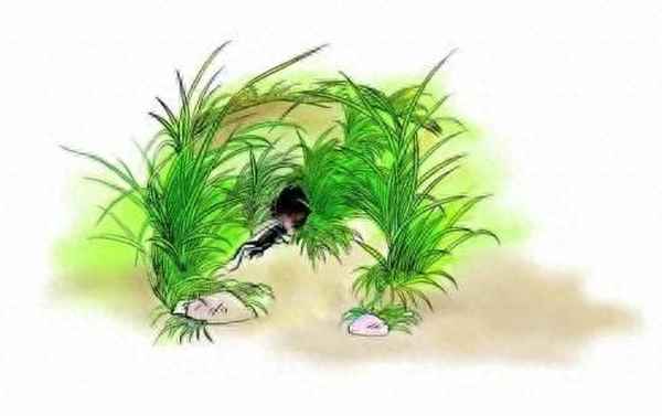 蟋蟀的住宅近反义词-蟋蟀住宅的近义词和反义词