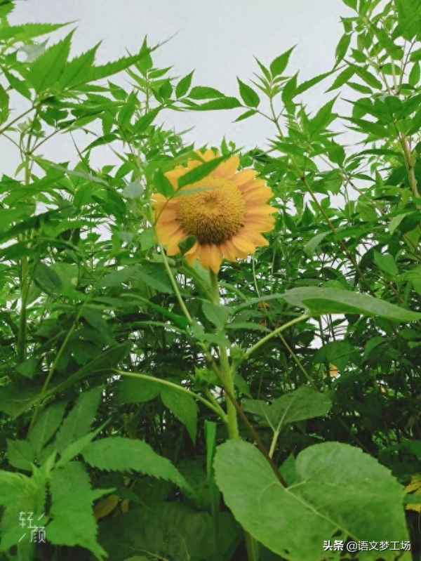 中考滿分記敘文帶題目(中考滿分記敘文范文欣賞)