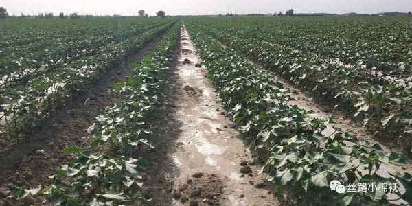 2023年的棉花价格是多少;2023年棉花价格多少钱一公斤