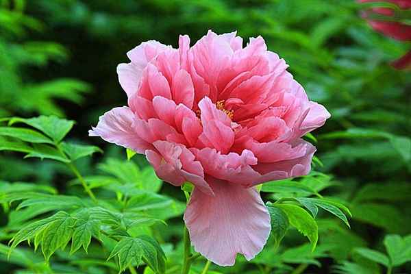 老师出自己亥杂诗的教案;己亥杂诗名师教学实录