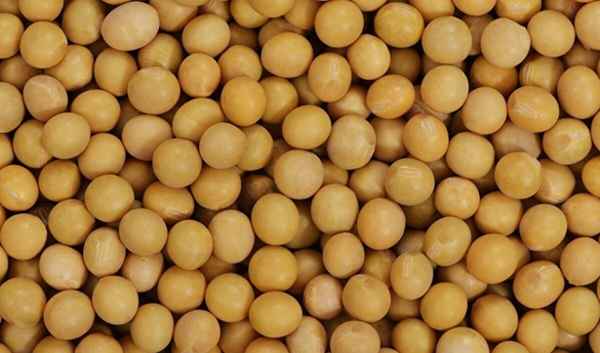 2023大豆价格行情走势分析_2023年大豆暴涨