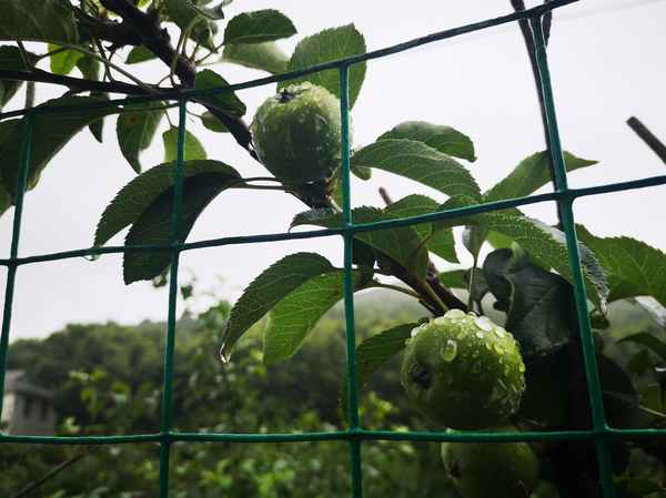 一花一果一世界的含义、一花一世界一果一菩提是什么意思
