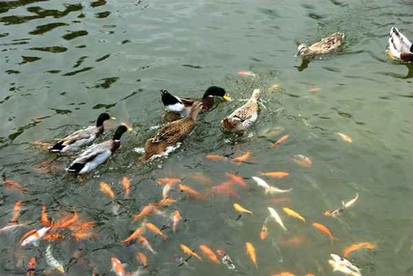 惠崇春江晓景二首的作者,惠崇春江晓景的作者是谁？