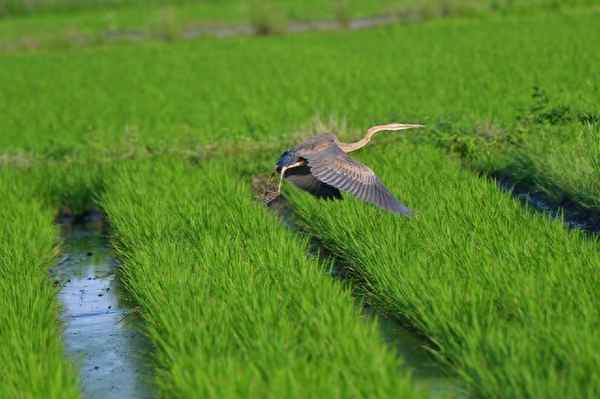 第一粒稻谷从哪来、第一颗水稻怎么来的
