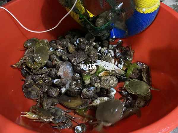 赶海抓螃蟹的视频_赶海抓螃蟹视频抓到长腿蟹