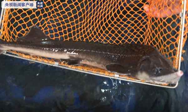 鱘魚市場價多少錢一斤;鮰魚市場價格多少錢一斤