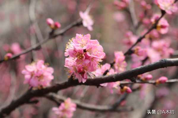 大知闲闲闲原文及翻译—大知闲闲的正确读音