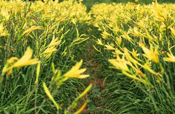 黃花菜鮮花怎么處理才可以吃-鮮黃花菜處理方法視頻