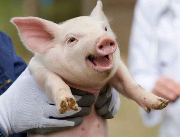 高速路上撞到野猪什么预兆-高速路上撞到野猪什么预兆啊