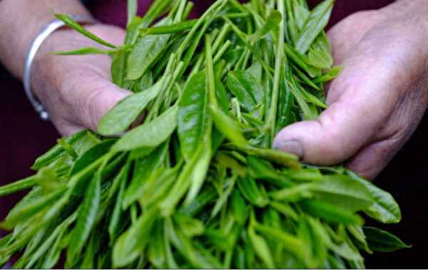 古代诗词歌赋的分类、古代诗词歌赋的传承和发展