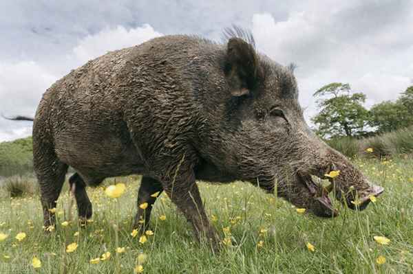 怎么看山上有没有野猪出没(怎么判断野猪踪迹)