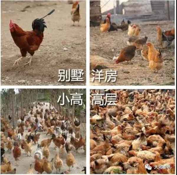 鼎天房产(鼎天房产加盟店)