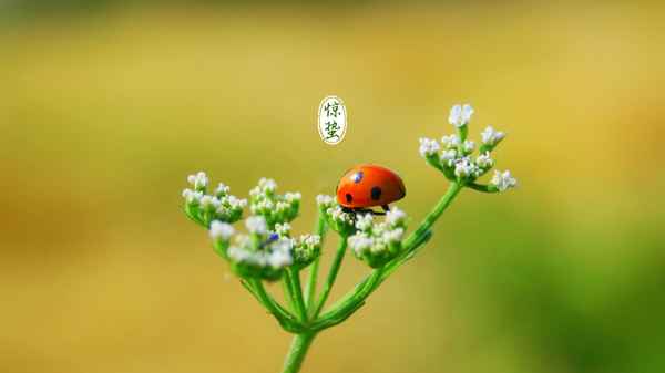 西南财经大学保险专硕_西南财经大学保险专硕考试大纲