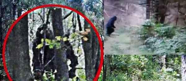 人怎么样才能长得像野猪_人怎么样才能长得像野猪呢