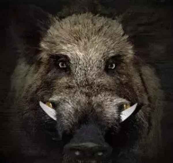 野猪有固定的路线吗(野猪会走同一条路吗)