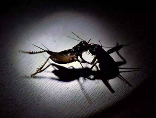 中国文化中的蛐蛐和中国人,中国蛐蛐哪里的最好