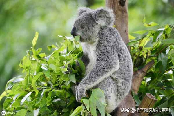 亞洲十大動物園排名—亞洲占地最大動物園