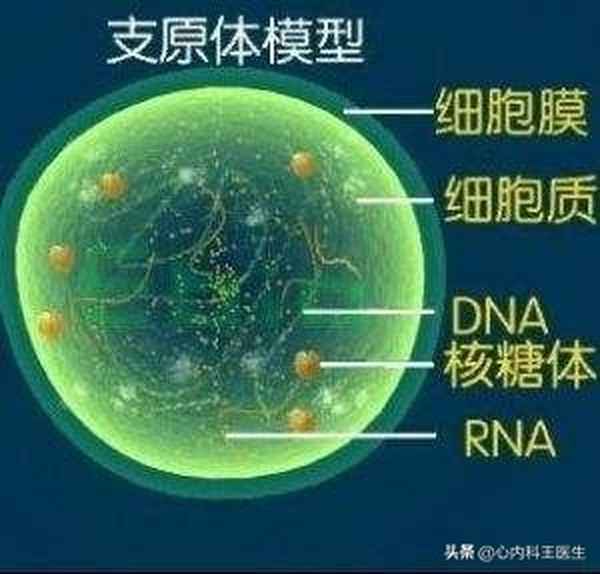 支原體弱陽性需要掛水嗎,小兒肺炎支原體弱陽性