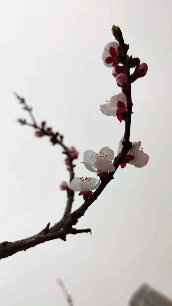 亦余心之善兮是出自哪里_亦余心之所善兮出自哪里这句话