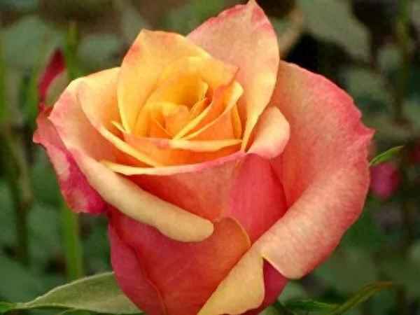 櫻桃果汁月季花徑多大;果汁陽(yáng)臺月季花莖