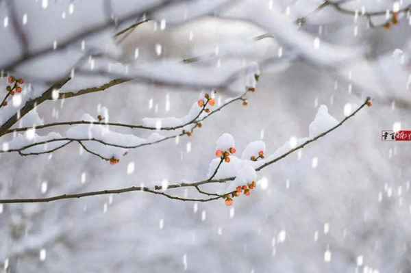 白居易的诗词特点(白居易的诗词特点是什么)