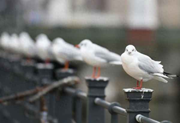 匈牙利全年气温情况、匈牙利年平均气温