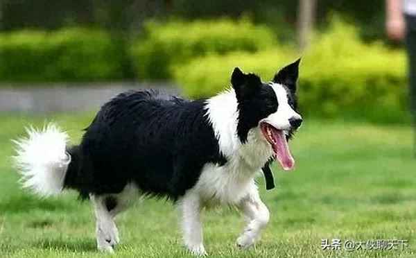 邊牧犬圖片 價(jià)格;邊牧犬圖片價(jià)格多少錢(qián)一只