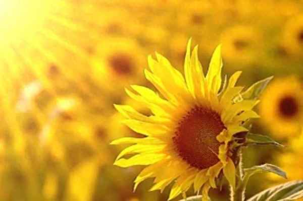 南柯一梦终须醒,浮生若梦皆是空_南柯一梦终须醒,浮生若梦皆是空翻译