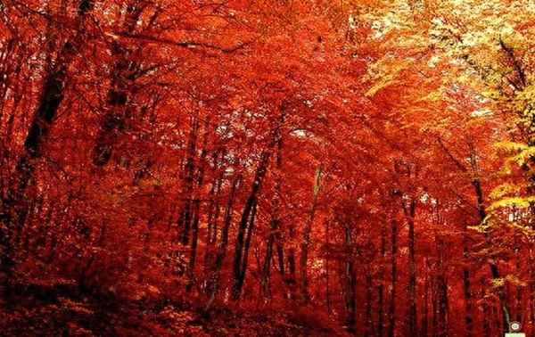 九寨沟11月初还有红叶吗(10月1日九寨沟有红叶吗)