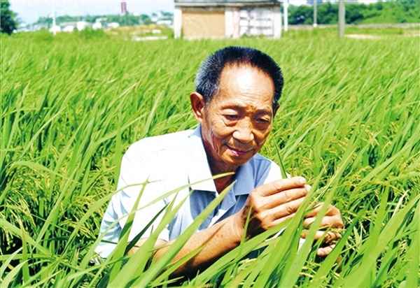 水稻在中國(guó)的種植歷史_水稻種植歷史悠久