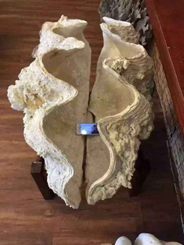 贝壳新青年公寓七宝店、上海贝壳青年公寓怎么样