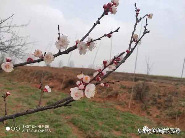 女生賈梅讀后感開頭與結尾-女生賈梅讀后感100字左右