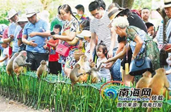 三亞南灣猴島一日游、三亞南灣猴島一日游多少錢