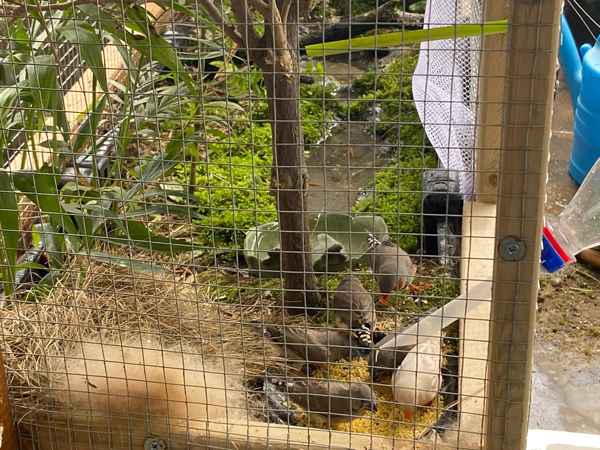 珍珠鳥的體型特征—怎樣判斷珍珠鳥的年齡