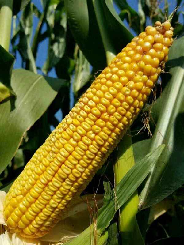 貴州玉米種子什么品種好-貴州玉米種植品種