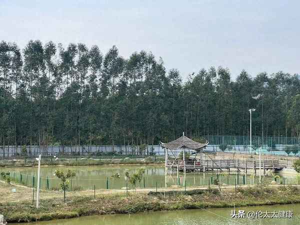 甲魚(yú)湯怎么做好喝又營(yíng)養視頻教程(甲魚(yú)對腫瘤患者的功效)