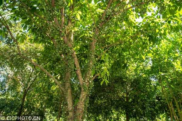冰淇淋果樹種植技術(shù);冰淇淋果樹百度百科